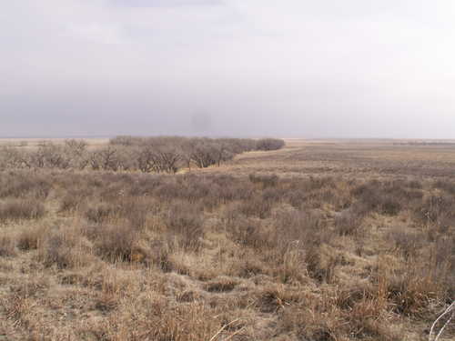 Sagebrush and Grasses of the Sand Creek Plains